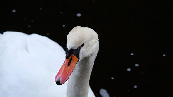 Portrait of white swan with orange beak on black background.
One whooping swan swims in the water. Magical landscape with wild bird (Cygnus olor). Copy space. Water drops on the swan's neck and head.