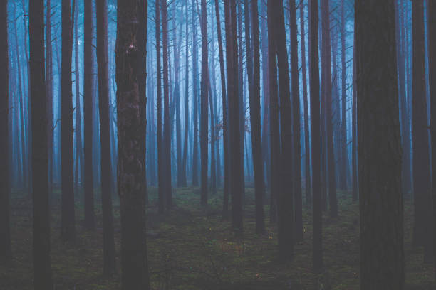 istock Early morning in a spooky wilderness 1297590630