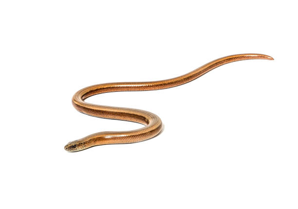 istock slowworm, Anguis fragilis, Isolated on white 1297590679