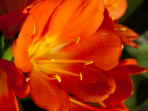 Flowered orange clivia. Macro photography of flower in spring heyday.