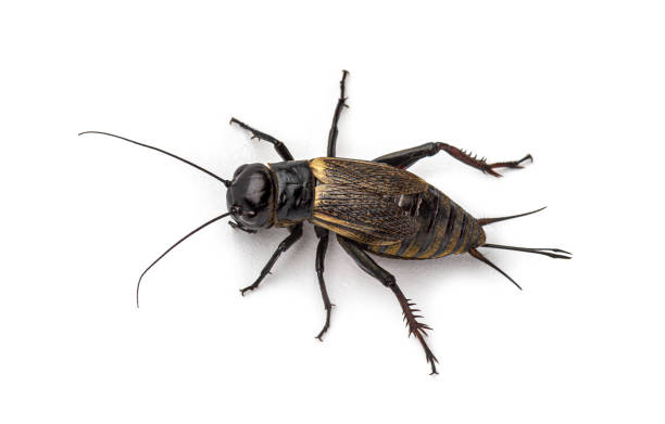 istock Female field cricket, isolated on white 1297590687