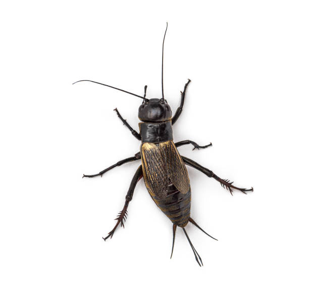 istock Female field cricket, isolated on white 1297590754