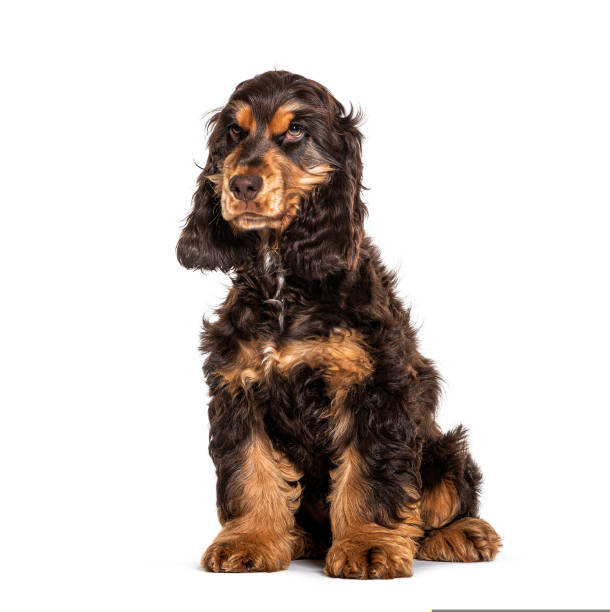 istock Brown English cocker spaniel dog isolated on white 1297590785