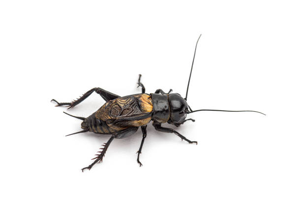 istock Male field cricket, isolated on white 1297590815