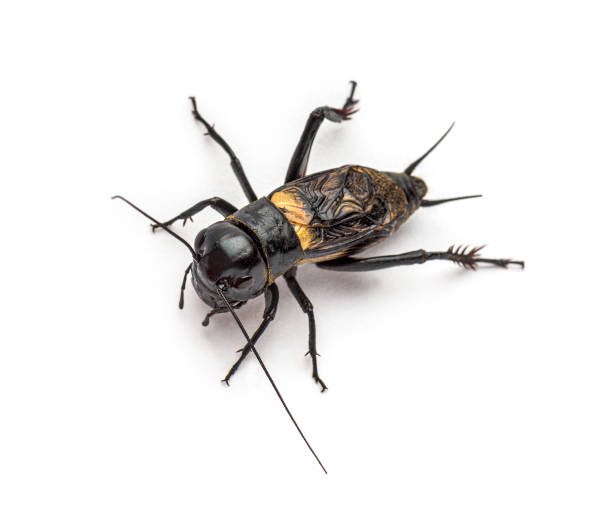 istock Male field cricket, isolated on white 1297590817