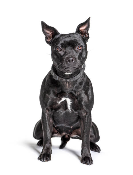 istock Black American Staffordshire terrier isolated on white 1297590849