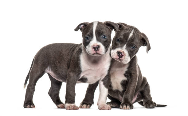 Two Young puppies American Bully isolated on white Two Young puppies American Bully isolated on white american pit bull terrier stock pictures, royalty-free photos & images