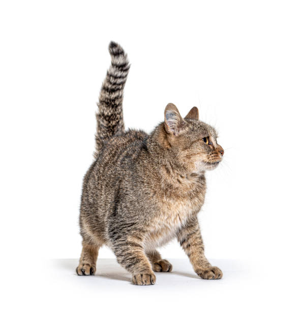 istock Old Crossbreed cat looking away 1297590991