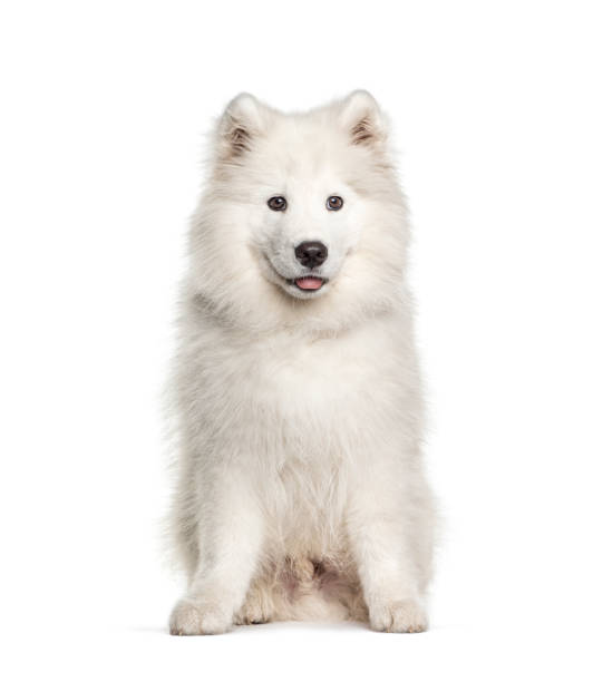 istock White Samoyed dog, sitting and panting, isolated on white 1297591297