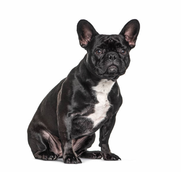 istock French bulldog black, sitting, isolated 1297591361