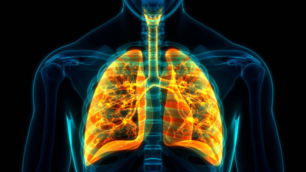 istock Human Respiratory System Lungs Anatomy 1297591759