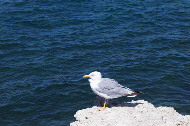 istock Seagull bird on a rock in profile against a blue ocean background with copy space 1297592438