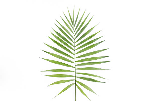 istock Tropical leaf in on white background. Flat laying, top view 1297592505