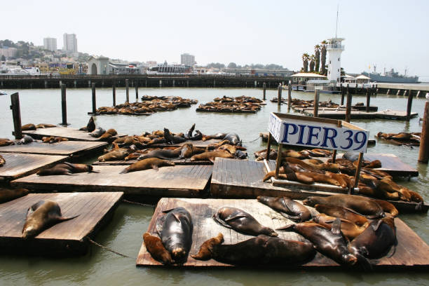 Sea lions at Pier 39