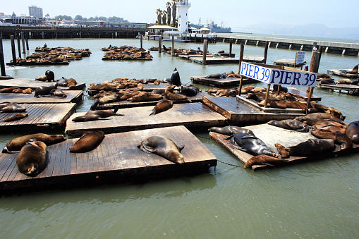 Sea lions sunbathing and resting at noon, at Pier 39 in San Francisco. Blue water.
