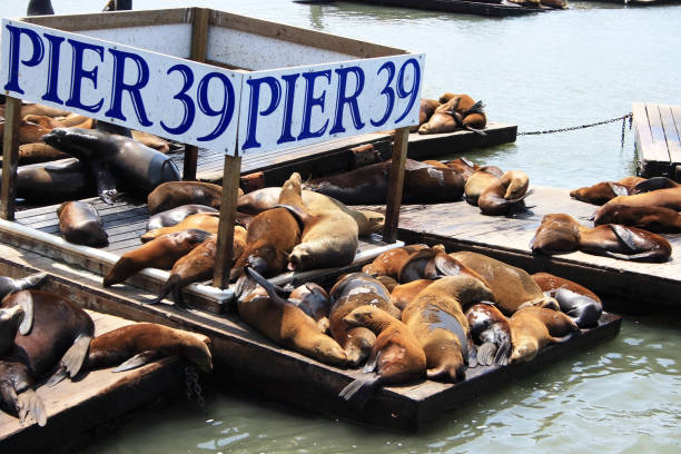 istock Sea lions at Pier 39 1297592580
