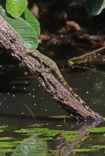 istock Ornate Monitor 1297592666