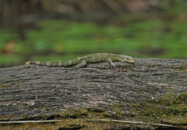 istock Ornate Monitor 1297592759