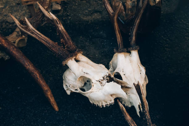Roe deer skulls with antlers on the ground. Dark magic witch accessories, occult sciences concept, ancient mystical ritualistic practices and shamanism, selective focus. Toned image