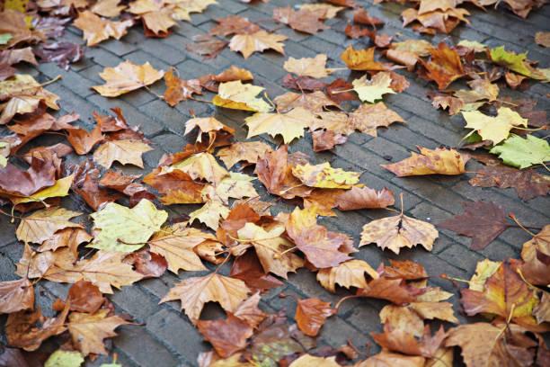 istock Autumn leaves fallen to streets 1297592972