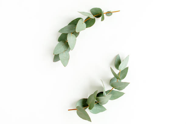 istock green leaves eucalyptus isolated on white background. flat lay, top view 1297593068