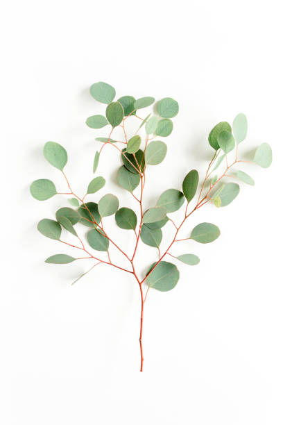 istock green branch eucalyptus on white background. flat lay, top view 1297593298