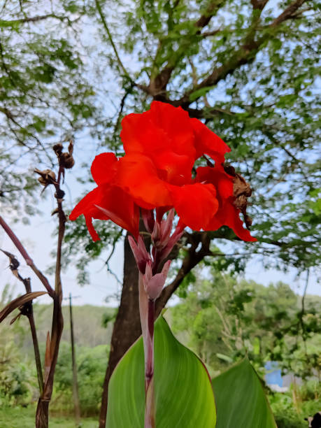 istock Beautiful red flowers on blur background closeup view 1297593465