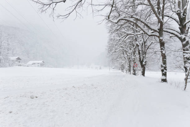 istock Treelined country road covered with snow 1297594061
