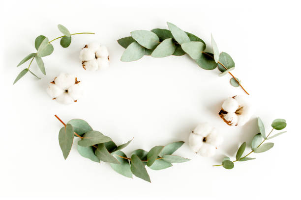 istock Wreath frame made of branches eucalyptus, leaves and cotton isolated on white background. flat lay, top view 1297594835