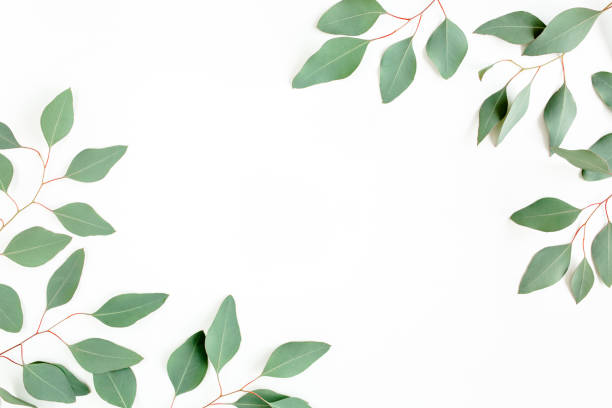 istock Frame made of green leaves eucalyptus populus isolated on white background with empty space for text. Flat lay, top view 1297595057