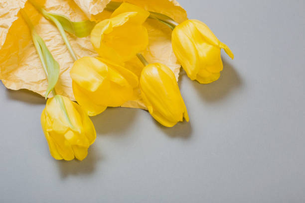 tulipani gialli su sfondo grigio, colore del 2021 - pantone 2021 foto e immagini stock