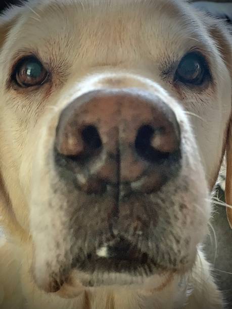 istock Up close shot of Dog 1297595963