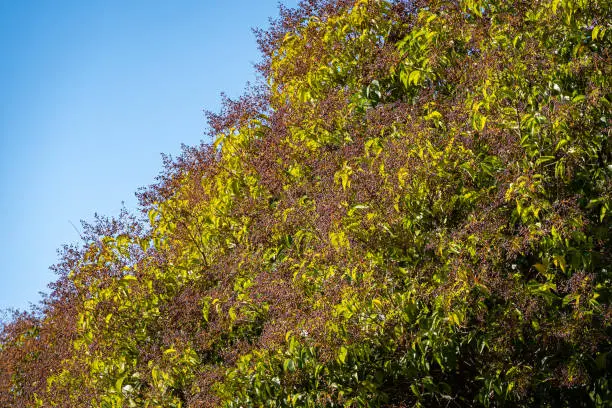 Ligustrum lucidum, broad-leaf privet, Chinese privet, glossy privet, tree privet or wax-leaf privet with black berries against blue sky. Close-up. Tropical plants in landscape parks of Sochi.