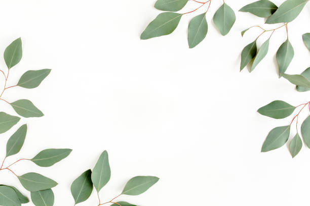 istock Frame made of green leaves eucalyptus populus isolated on white background with empty space for text. Flat lay, top view 1297596630