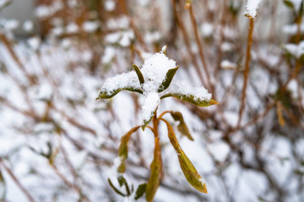 istock Defocused snowflakes on leaves 1297598072