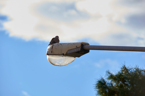 doves on the street lamp on a beautiful winter day