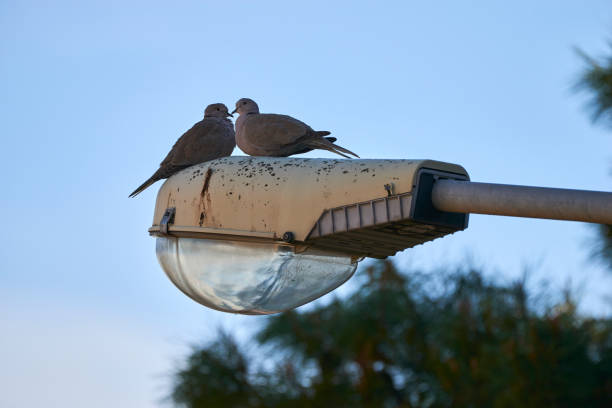 doves on the street lamp on a beautiful winter day
