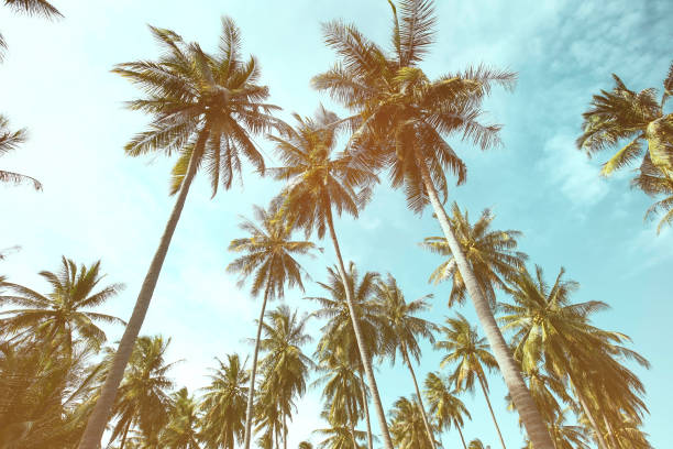 istock Abstracr of  palm trees background  with texture frame image 1297599363