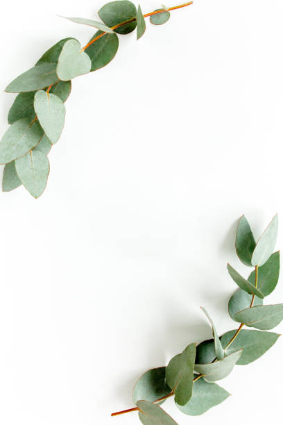 istock Wreath frame made of branches eucalyptus and leaves isolated on white background. lay flat, top view 1297600497