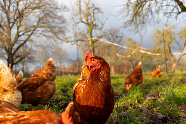 istock Free range organic chickens poultry in a country farm, germany 1297600547