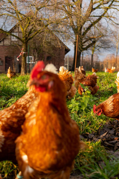 istock Free range organic chickens poultry in a country farm, germany 1297600613