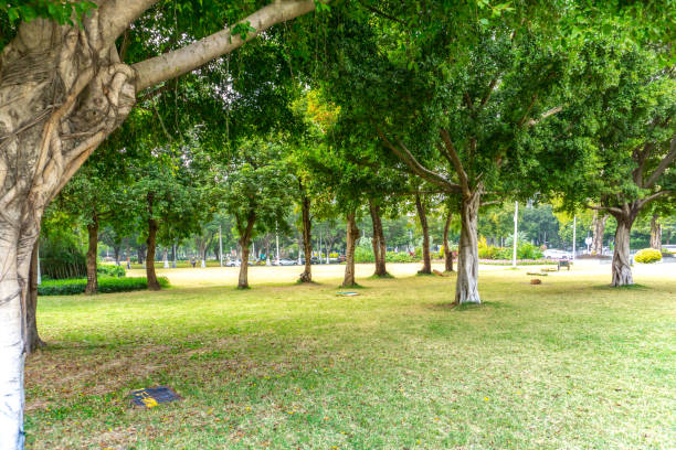 istock Outdoor park green forest landscape 1297600623