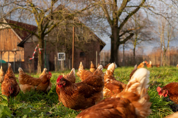 istock Free range organic chickens poultry in a country farm, germany 1297600715