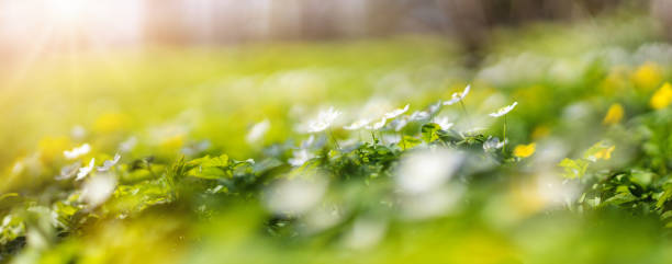 晴れた日に白と黄色の春の野生の花がたくさんある芝生 - yellow wood anemone ストックフォトと画像