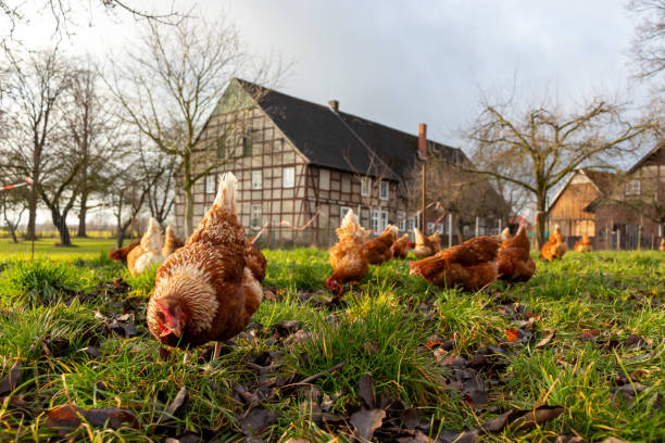 Free range organic chickens poultry in a country farm, germany