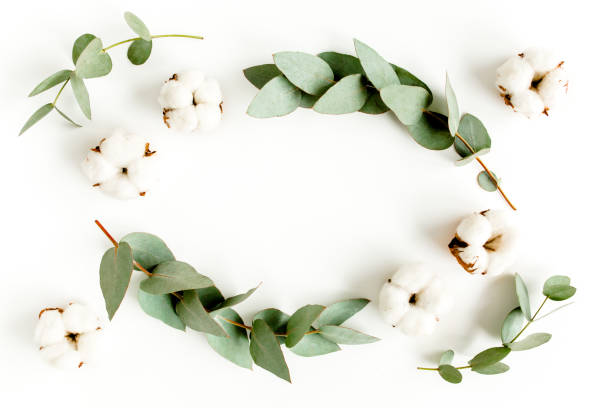 istock Wreath frame made of branches eucalyptus, leaves and cotton isolated on white background. flat lay, top view 1297601022