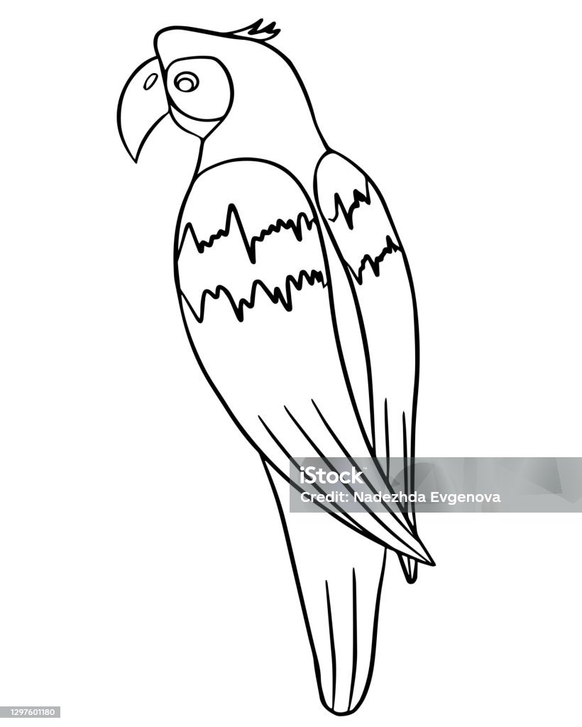 Linear Vector Drawing Of A Parrot Stock Illustration - Download ...