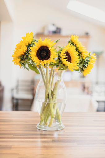 Sunflowers sitting on the kitchen counter top.