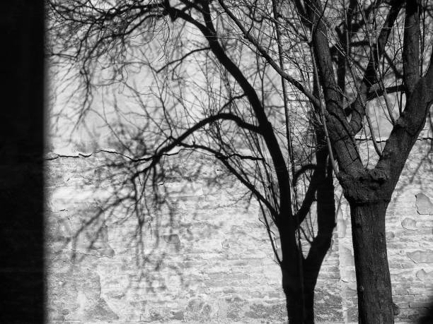 istock monochrome image of a bare winter tree next to a tall brick wall casting a shadow of the branches in silhouette 1297602068