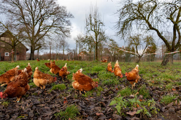 istock Free range organic chickens poultry in a country farm, germany 1297602265